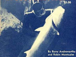 Spearfishing in southern N. S. W.