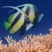 Klipky (Heniochus intermedius) - Gotta Marsha Alam. 