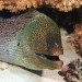 Muréna jávská (Gymnothorax javanicus) – Gotta Marsha Alam.