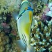 Ostenec arabský (Rhinecanthus assasi) - Elphinstone Reef.