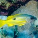 Chňapal modropásý (Blulined snapper) - ostrov Zabargad