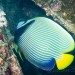 Pomec císařský (Pomacanthus imperator) - na horní palubě vraku lodi u ostrova Zabargad.