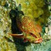 Kanic modroskvrnný (Cephalopholis miniata) – vrak lodi u ostrova Zabargad.