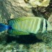 Bodlok Desjardinův (Zebrasona desjardinii) - horní paluba vraku lodi u ostrova Zabargad.