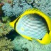 Klipka  černohřbetá (Chaetodon melannotus) – ostrov Rocky.