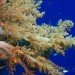 Měkké korály na útesech u ostrova Rocky.