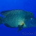 Kolem nás proplul Pykoun obrovský (Cheilinus undulatus) – Claudia Reef.