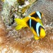 Klaun dvoupruhý (Amphiprion bicinctus) na sasankách – Claudia Reef.