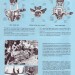 Katalog potápěčské firmy Voit Swimaster  z roku 1969.